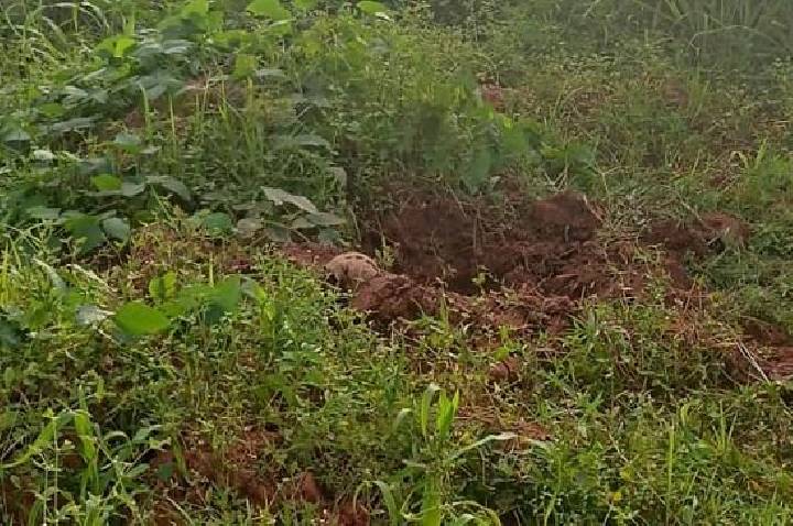 Cadáver humano é encontrado em região de mata