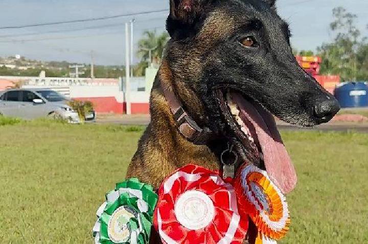 Cães de resgate de Barra do Garças conquistam novas certificações nacionais e ficam entre melhores do Brasil