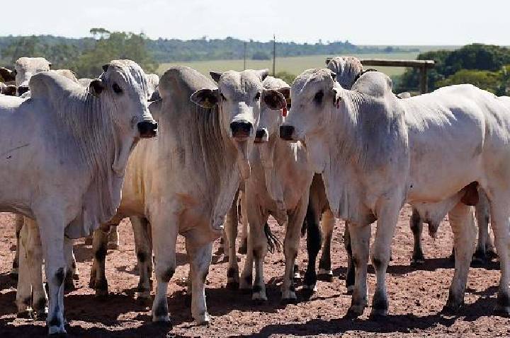 Casos de raiva bovina acendem alerta para produtores rurais em MT
