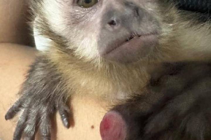 Depois de 1 ano, Justiça determina devolução do macaco-prego Guerreiro à família que o salvou em Barra do Garças