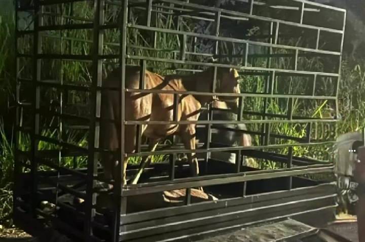 Égua debilitada é resgatada após denúncia de maus-tratos em Barra do Garças