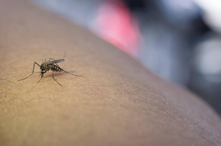 Levantamento aponta lixo como principal criadouro do Aedes aegypti em Barra do Garças