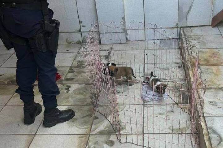 PM resgata filhotes sem água e comida e autua tutores em Barra do Garças