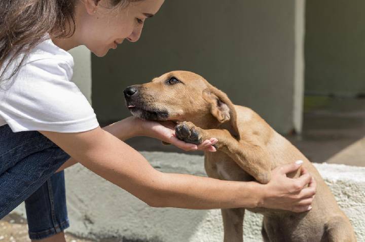 Prefeitura de Barra do Garças realizará mutirão de castração para 500 animais em situação de abandono