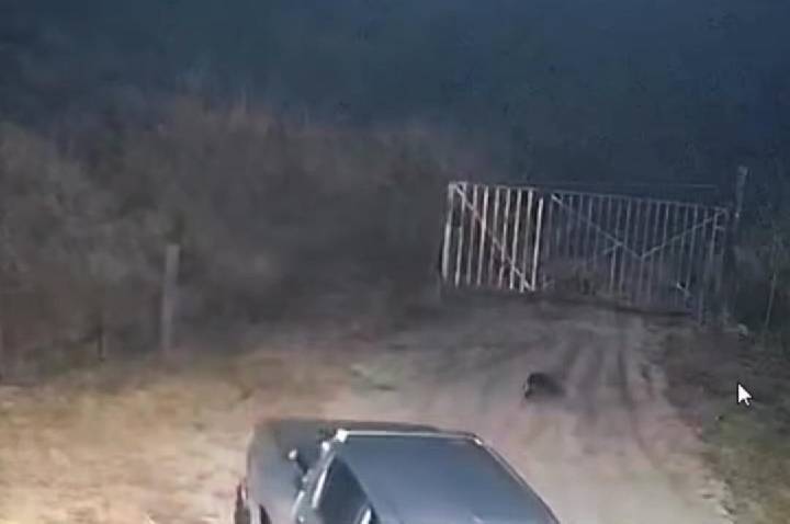 VEJA VÍDEO: Câmeras registram novo abandono de animal em Barra do Garças; Secretaria realiza buscas e tenta identificar responsável