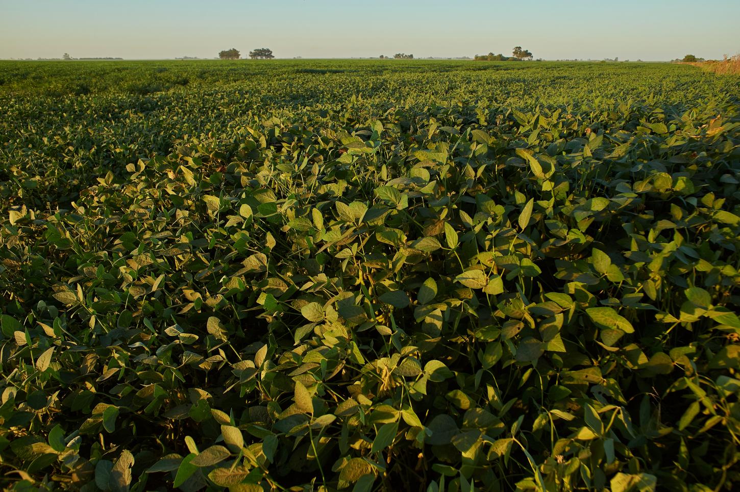 Vazio sanitário da soja segue até 6 de setembro em Mato Grosso