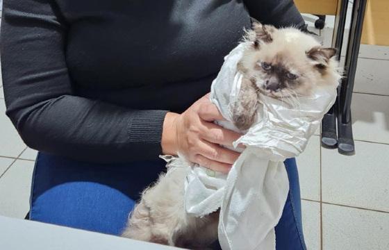 Homem é preso por castração clandestina de gatos em Tangará da Serra