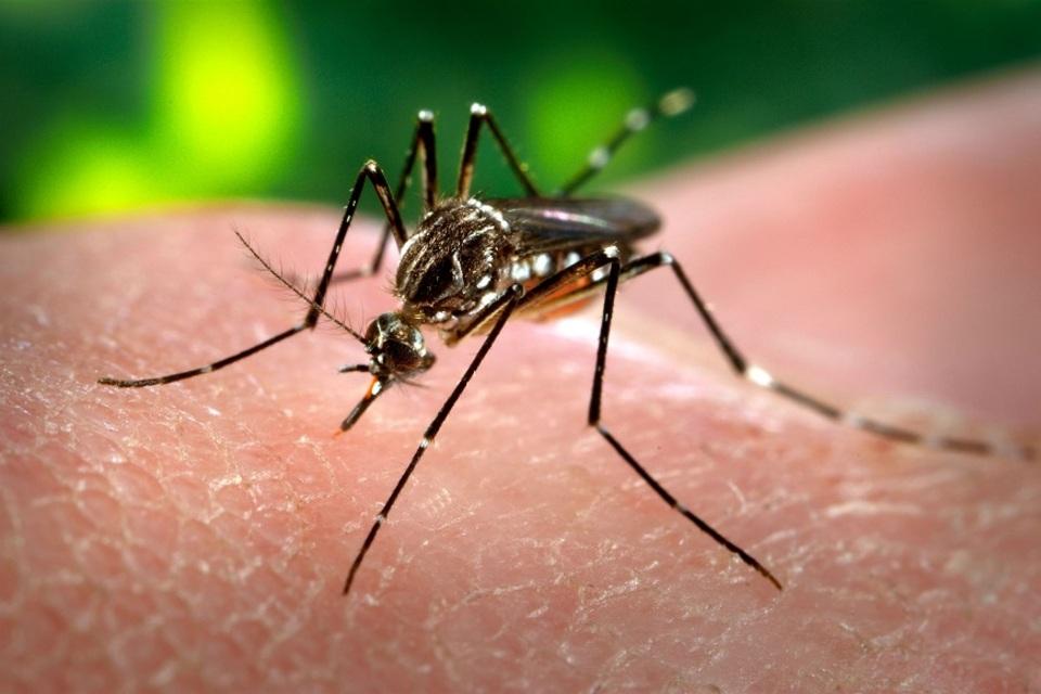 Técnica com mosquitos que combatem a dengue chega a cidades de Goiás