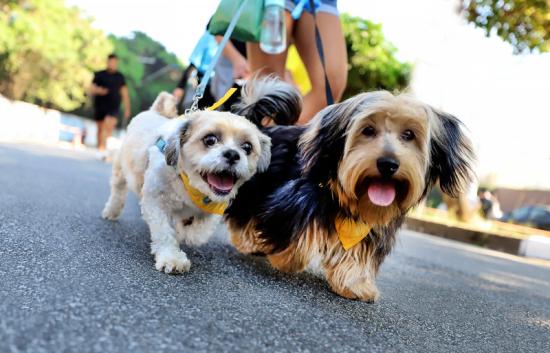 Barra do Garças terá a 3ª edição da Cãorrida e da Cãominhada
