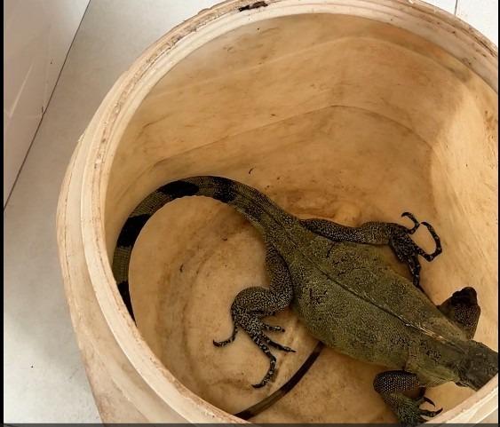 Corpo de Bombeiros resgata iguana ferida em Barra do Garças