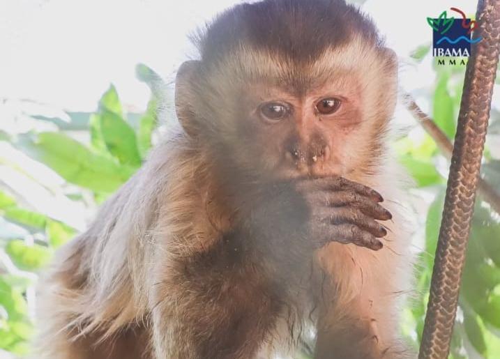 É fake que macaco “Guerreiro” será sacrificado ou se tornará cobaia, diz Ibama