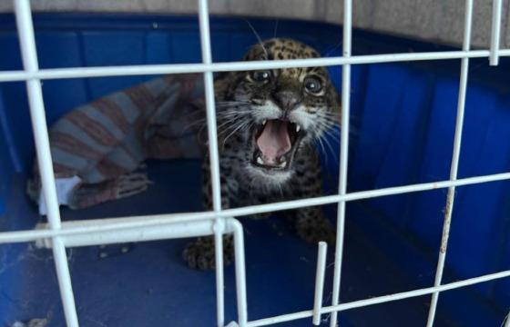 Filhote de onça-pintada é encontrado em propriedade rural em Barra do Garças