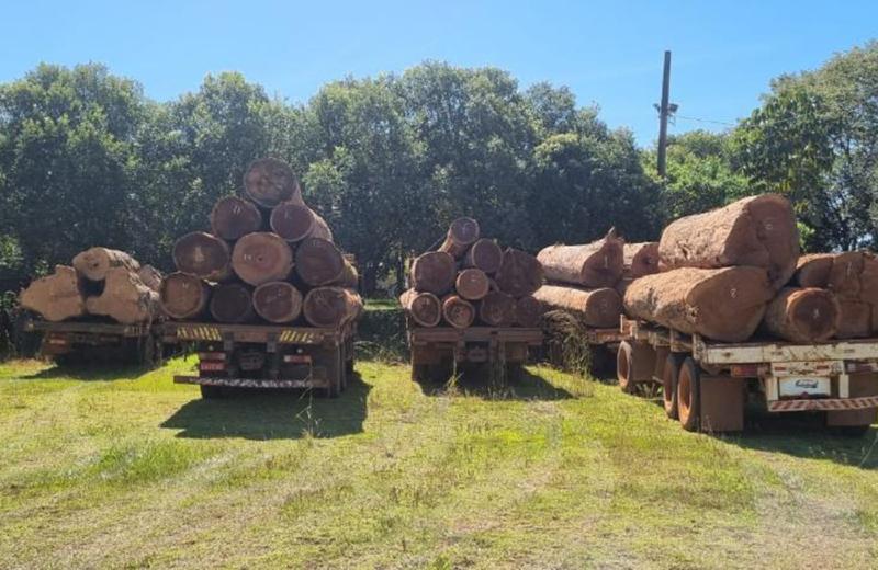 Polícia Civil do MT apreende mais de R$ 134 milhões em carga de madeira ilegal no primeiro semestre de 2025