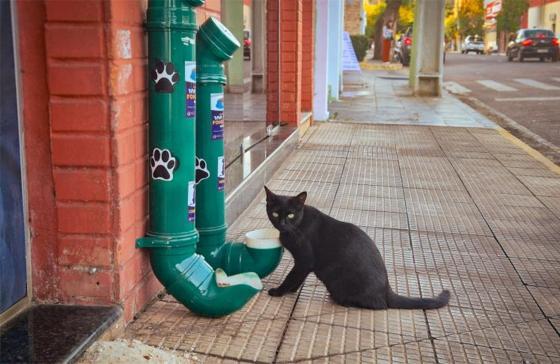 Prefeitura instala comedouros e bebedouros para incentivar cuidado com animais de rua em Barra do Garças