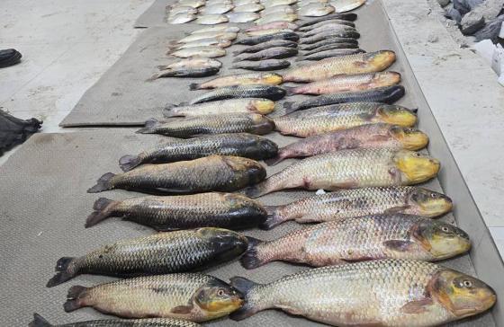 Batalhão Ambiental da PM prende suspeito por pesca irregular e apreende 86 unidades