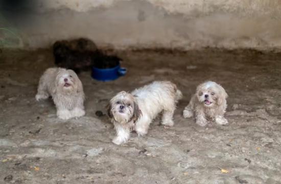 Família acusada de manter canil clandestino com mais de 70 cães é liberada após pagar fiança