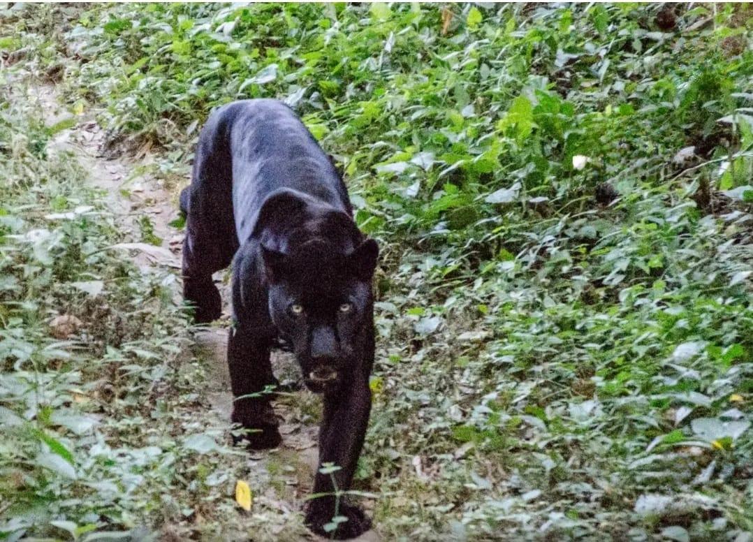 Parque alerta visitantes sobre presença de onça-pintada em Barra do Garças