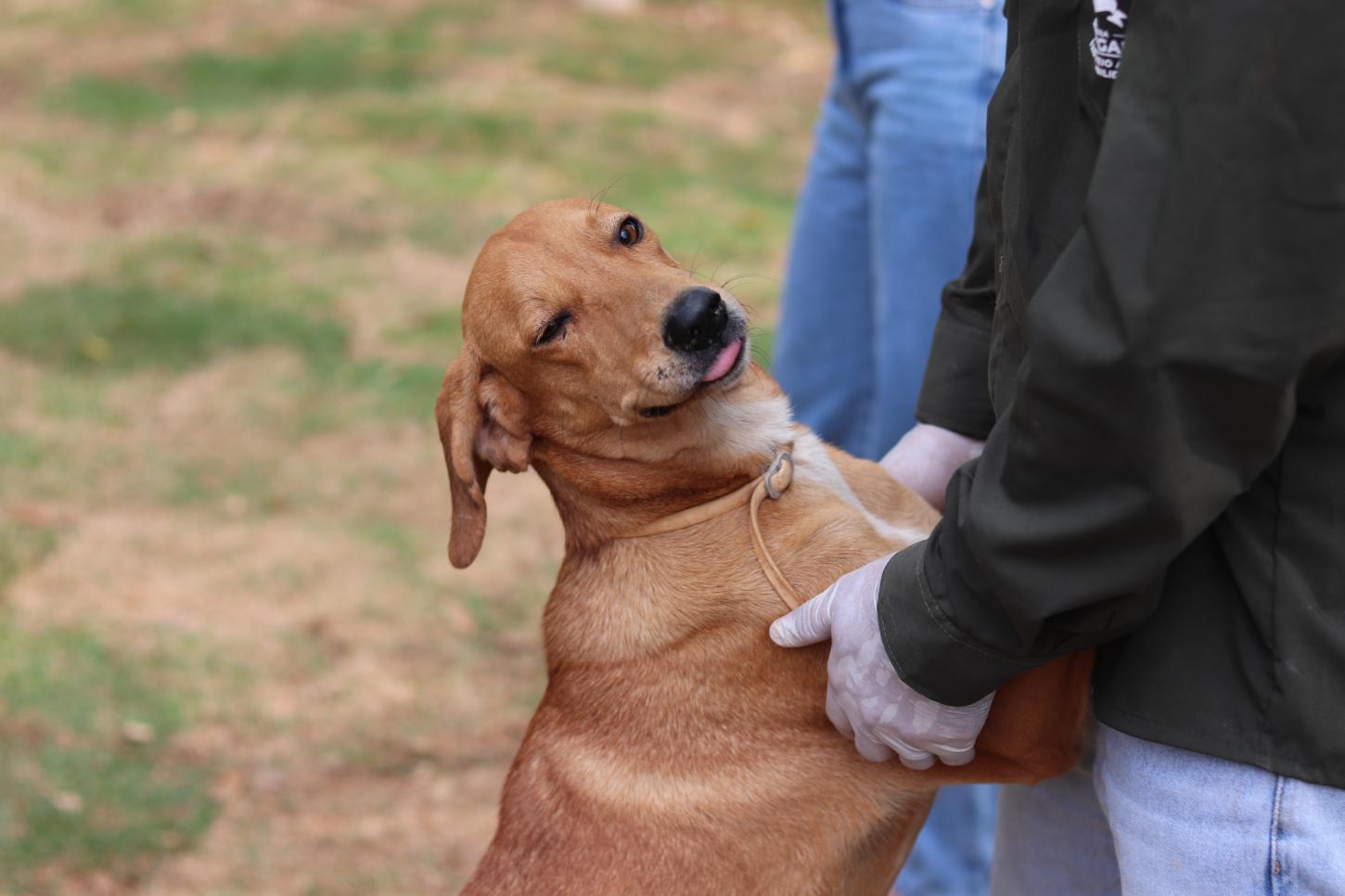 ABRIGO MUNICIPAL: Feira em Barra do Garças oferece cães para adoção responsável