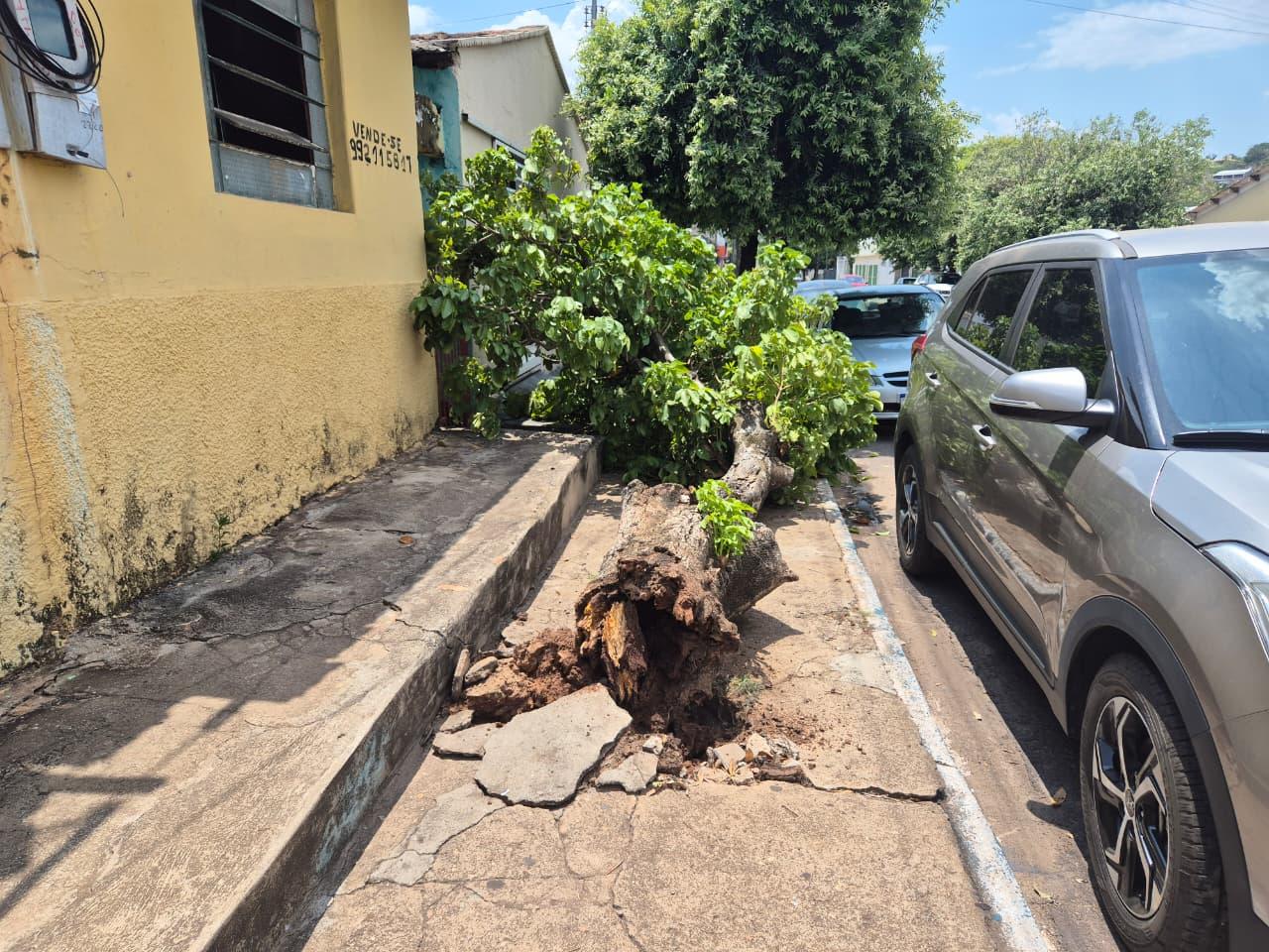 Queda de árvore chama atenção no centro de Barra do Garças