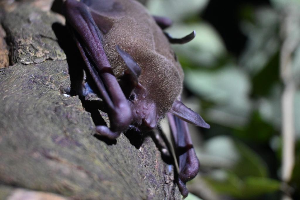Pesquisa identifica vírus, fungos e bactérias em morcegos na região de transição Cerrado-Amazônia em MT