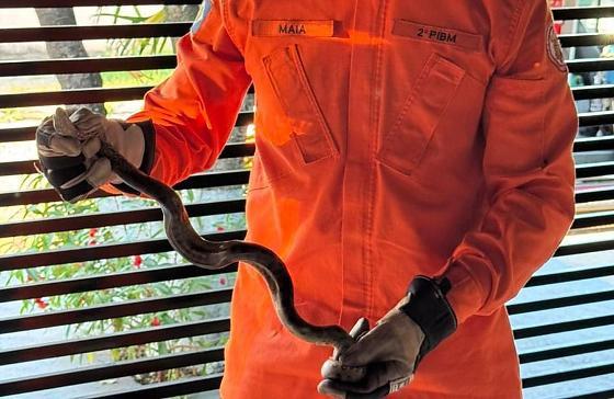 Bombeiros capturam sucuri verde de 1,5 m de comprimento em residência