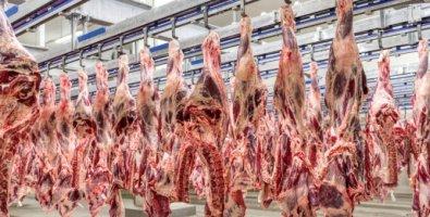 MPF arquiva inquéritos contra frigorífico de MT por gado de áreas desmatadas