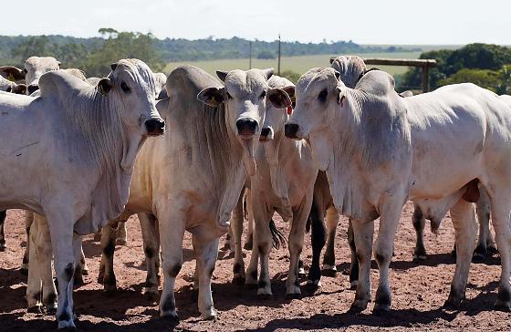 Casos de raiva bovina acendem alerta para produtores rurais em MT