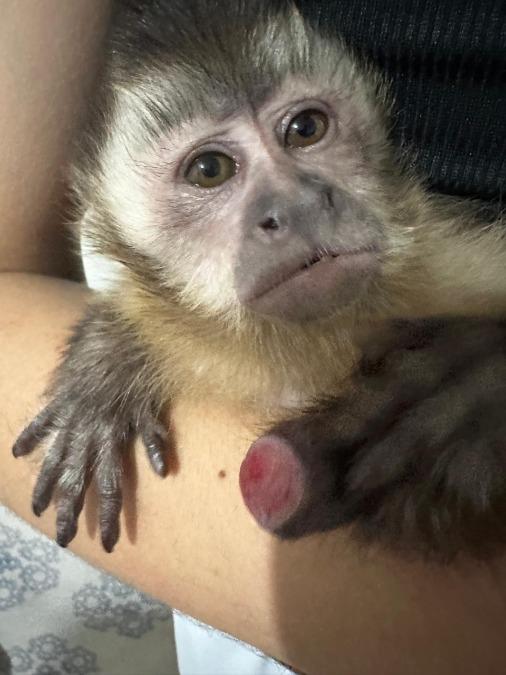 Depois de 1 ano, Justiça determina devolução do macaco-prego Guerreiro à família que o salvou em Barra do Garças