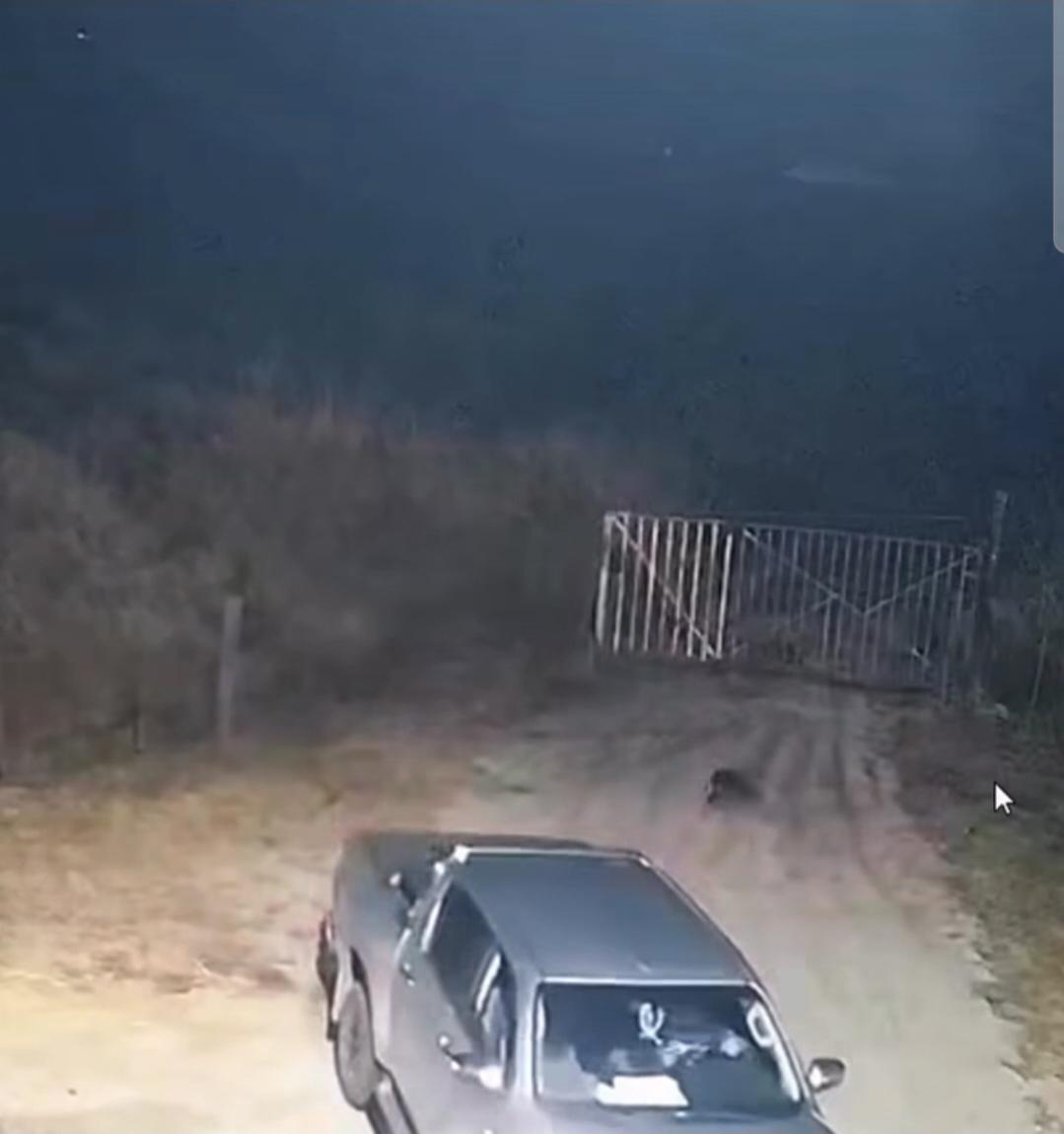 VEJA VÍDEO: Câmeras registram novo abandono de animal em Barra do Garças; Secretaria realiza buscas e tenta identificar responsável