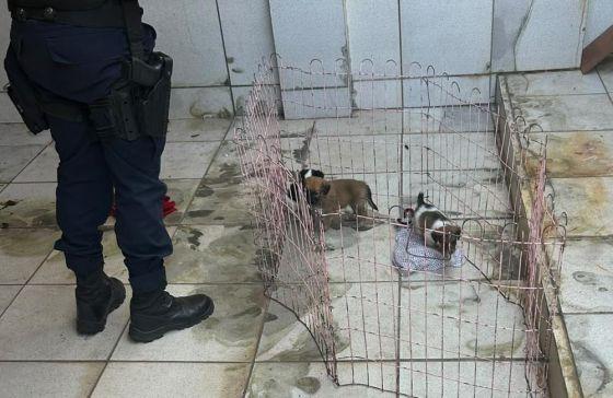 PM resgata filhotes sem água e comida e autua tutores em Barra do Garças