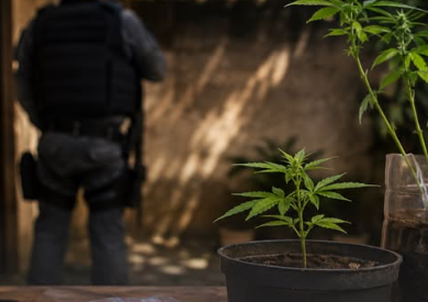 GAP apreende drogas e identifica cultivo de cannabis durante averiguação
