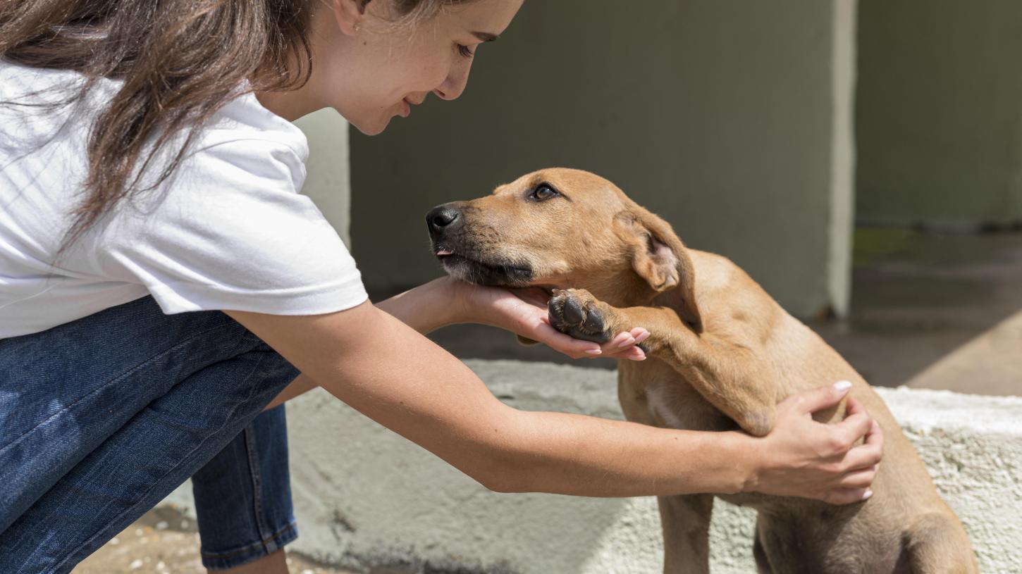 Prefeitura de Barra do Garças realizará mutirão de castração para 500 animais em situação de abandono
