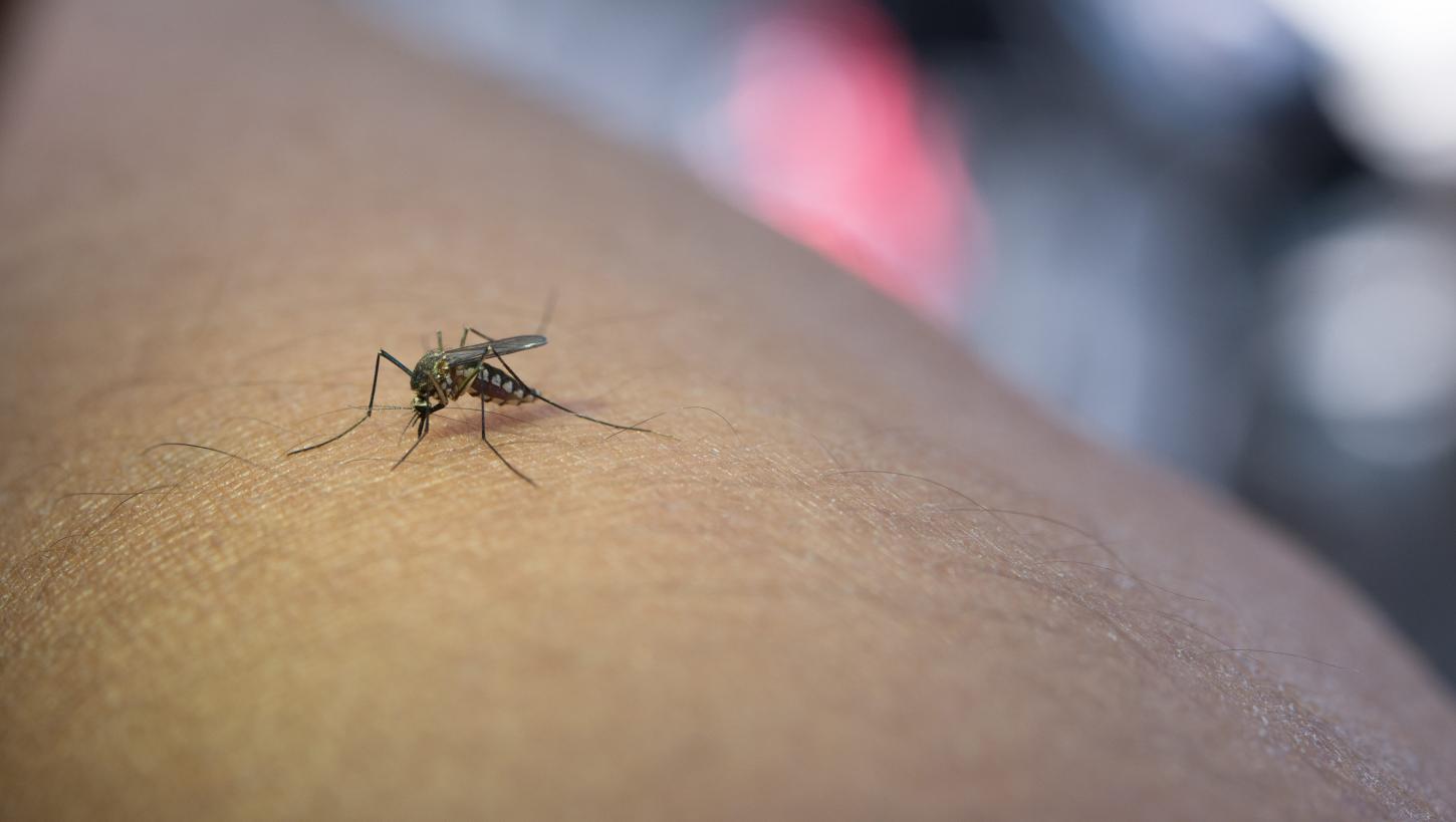 Levantamento aponta lixo como principal criadouro do Aedes aegypti em Barra do Garças